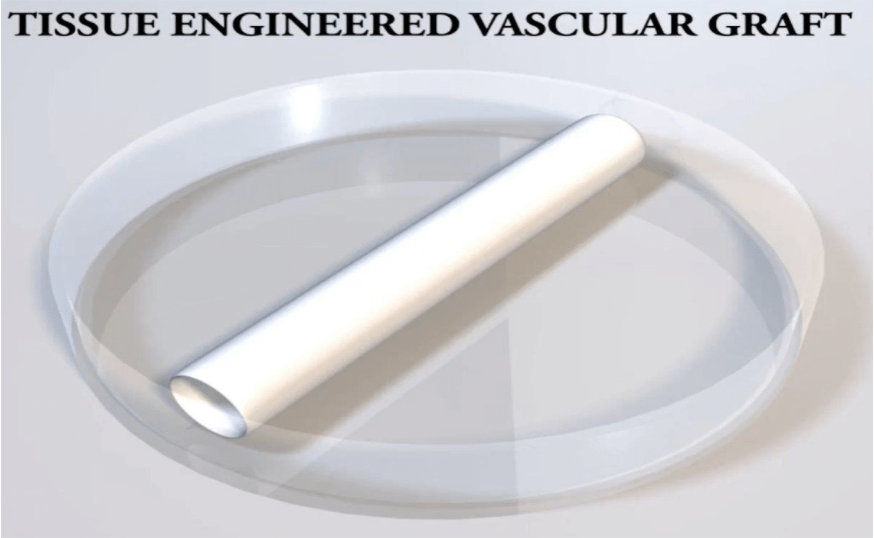 Tissue Engineered Vascular Graft